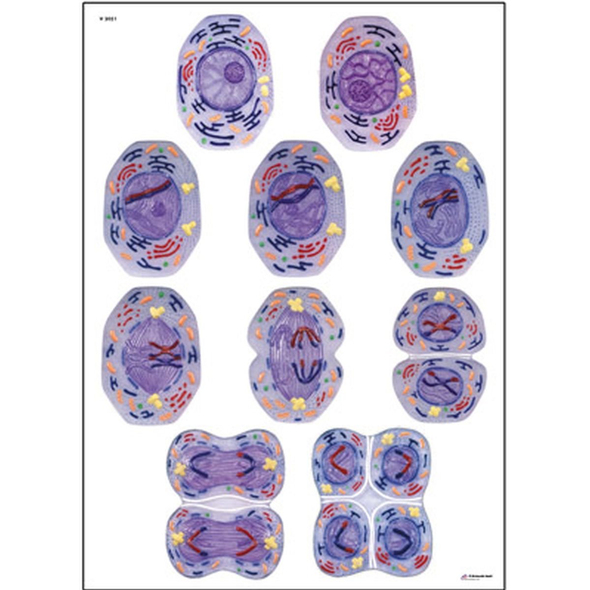 3b-scientific-lehrtafel-zellteilung-ii-meiose-anatomie-poster-84x200-cm-mit-holz image 1