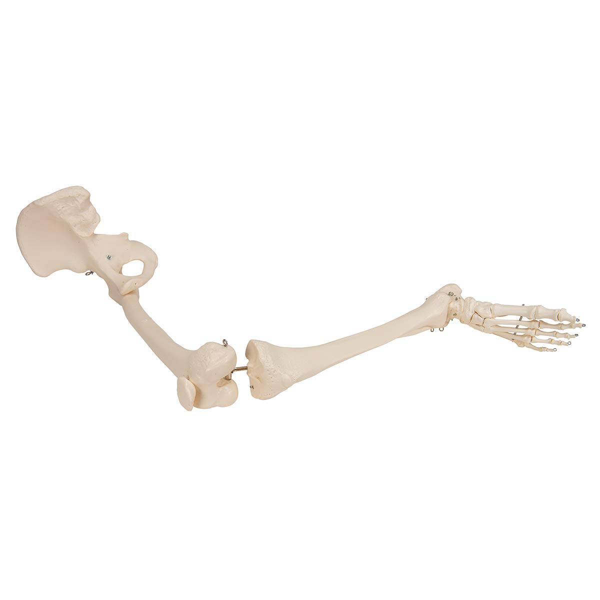 3b-scientific-3b-smart-anatomy-bein-skelett-mit-h-ftknochen-ar-app image 4