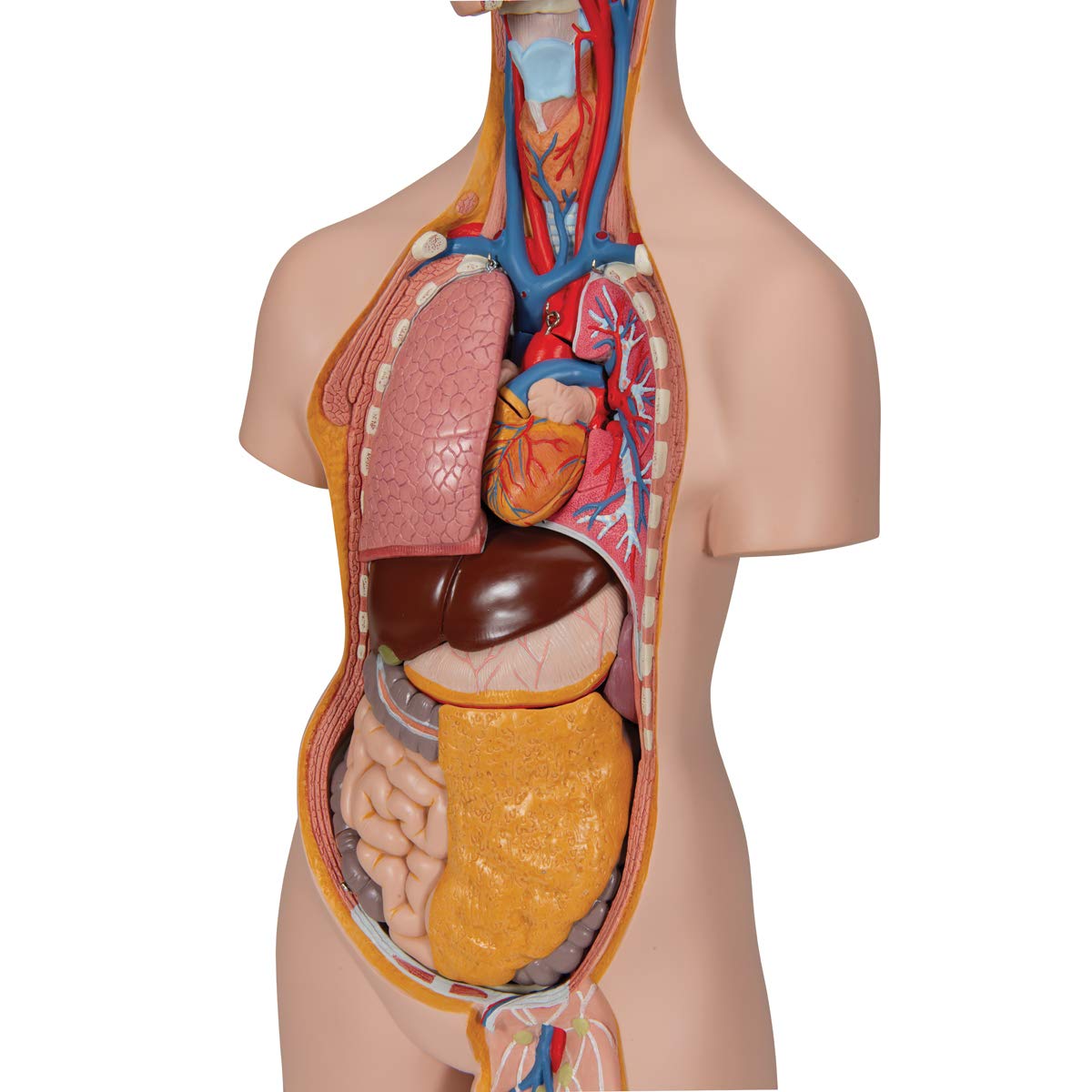 3b-scientific-klassik-torso-b13-geschlechtslos-14-teilig-menschlicher-torso-mit- image 3