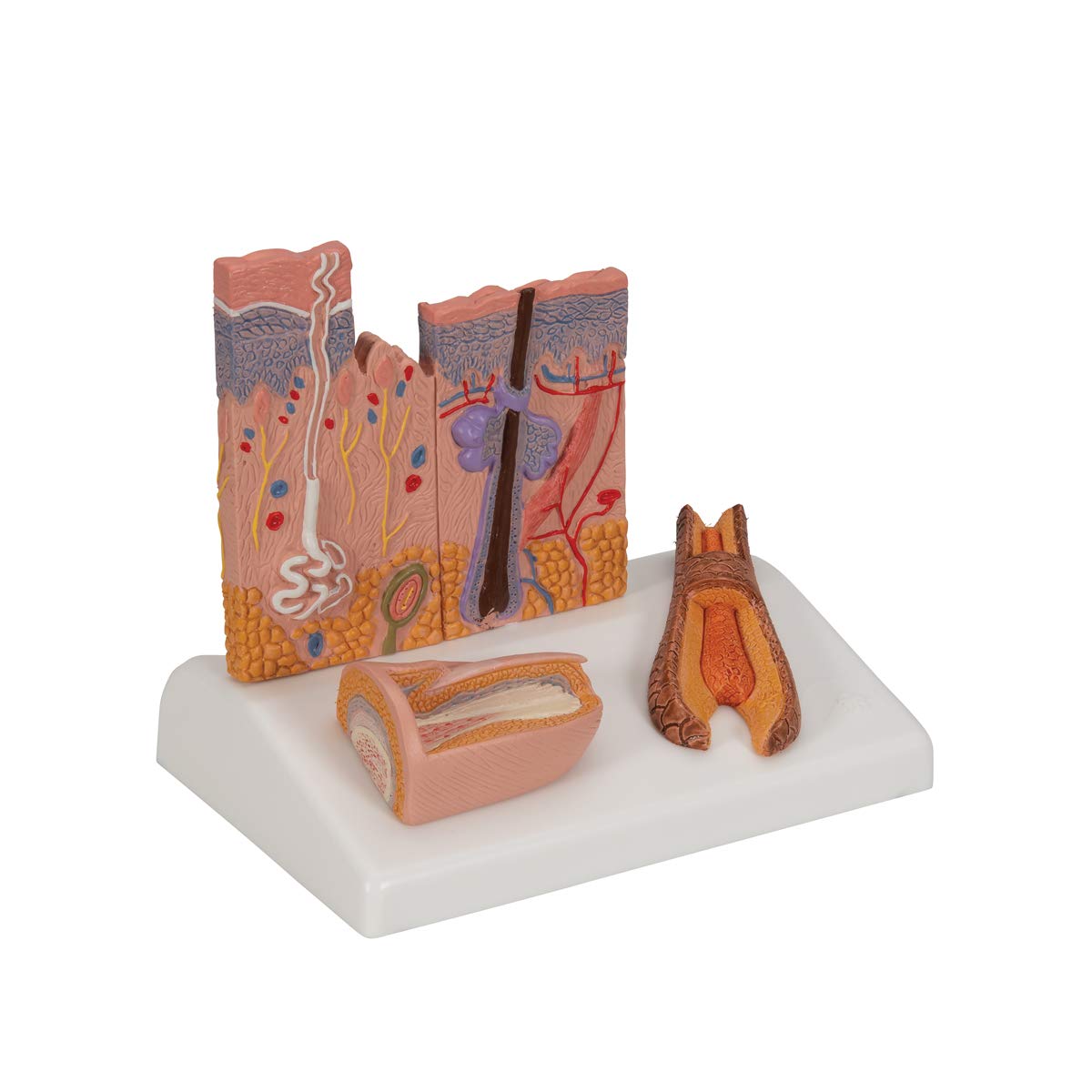 3b-scientific-nierenmodell-serie-l-ngsschnitt-nephron-niere-mit-blutgef-en-und-n image 2