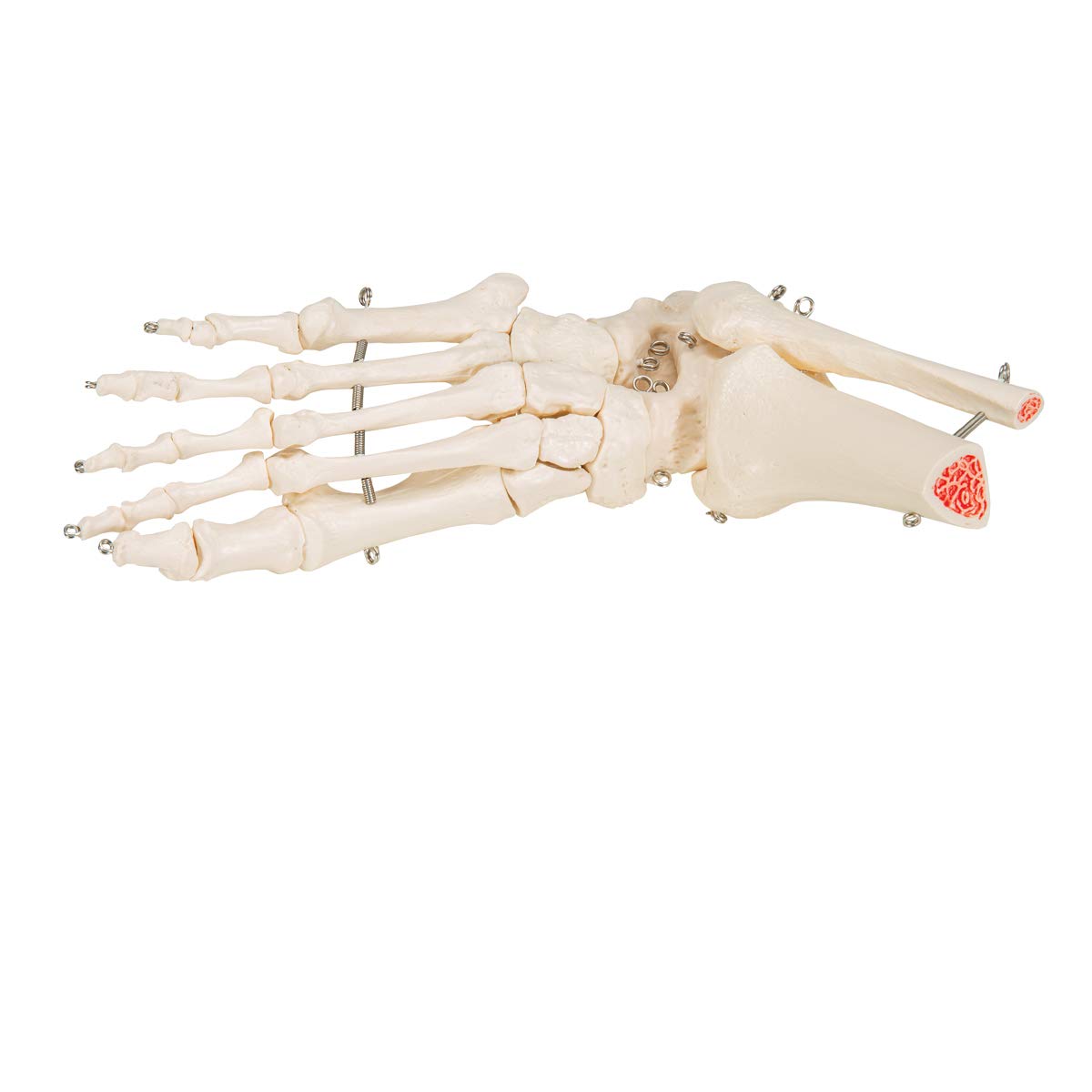 3b-scientific-a31-fu-und-sprunggelenk-skelettmodell-3b-smart-anatomy image 6