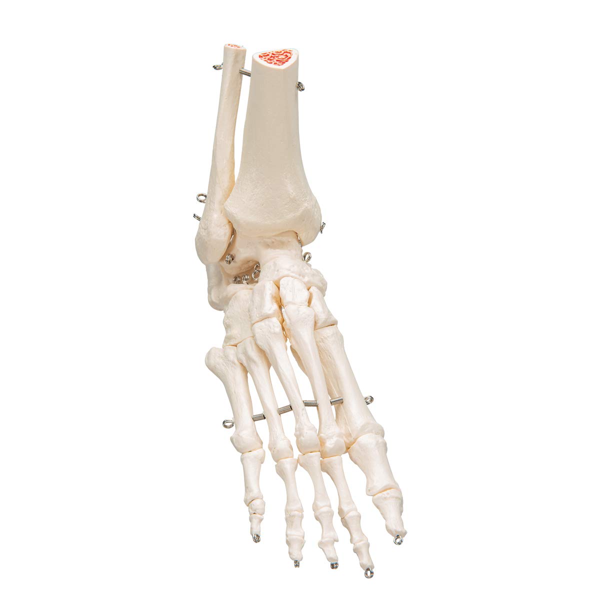 3b-scientific-a31-fu-und-sprunggelenk-skelettmodell-3b-smart-anatomy image 2