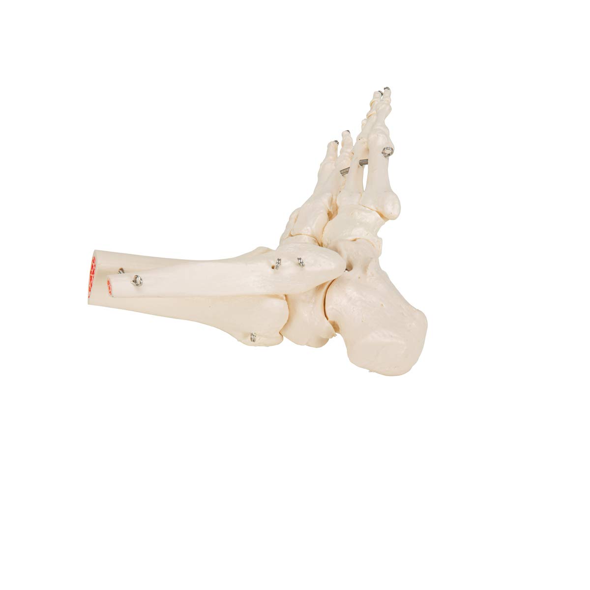 3b-scientific-a31-fu-und-sprunggelenk-skelettmodell-3b-smart-anatomy image 5