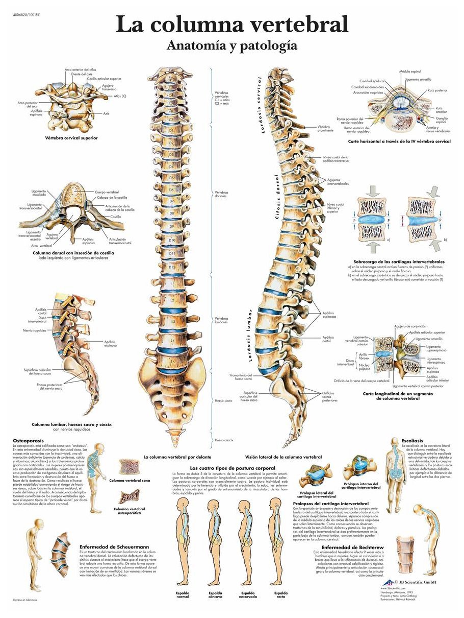 3b-scientific-lehrtafel-wirbels-ule-anatomie-und-pathologie-papier-50x67-cm image 1