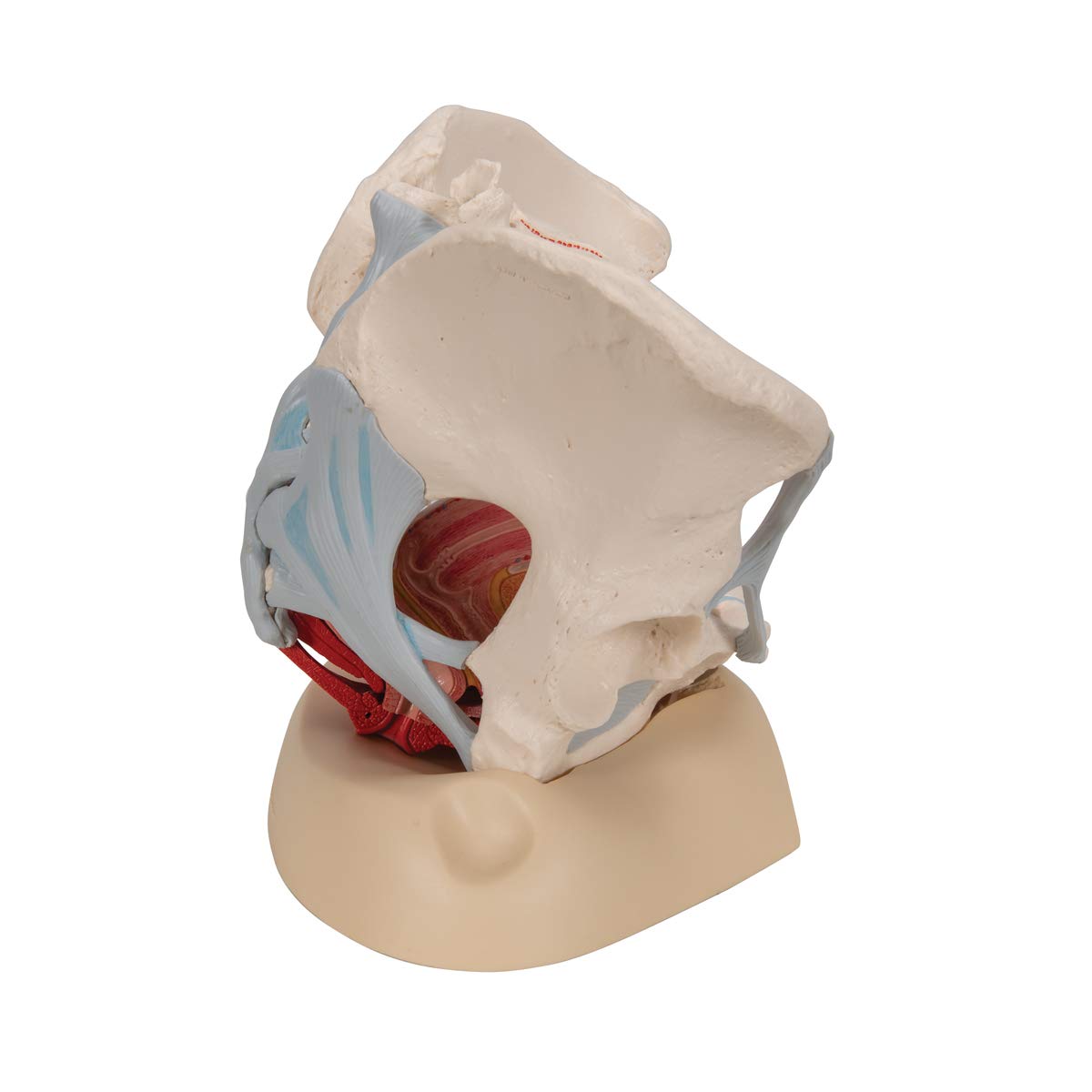 3b-scientific-weibliches-beckenmodell-4-teilig-lebensgro-becken-mit-b-ndern-orga image 3