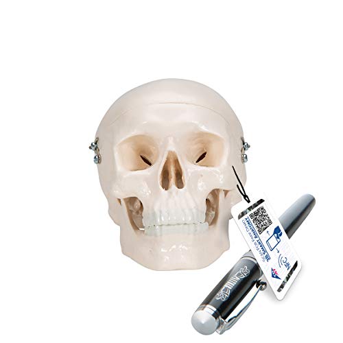3b-scientific-a18-15-mini-sch-delmodell-mensch-3-teilig-mit-3b-smart-anatomy image 7