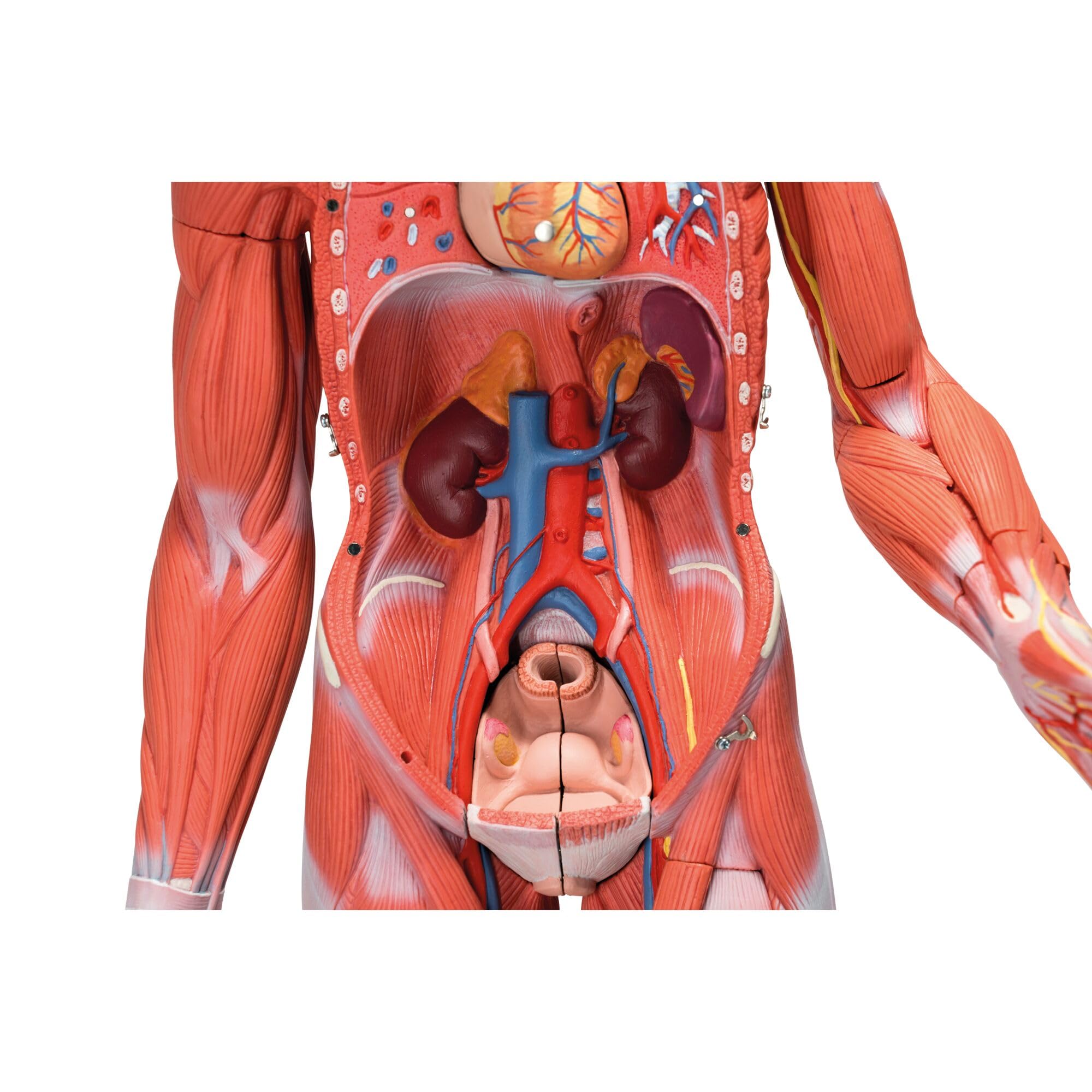3b-scientific-muskelfigur-33-teilig-anatomiemodell-mensch-mit-weiblichen-m-nnlic image 4