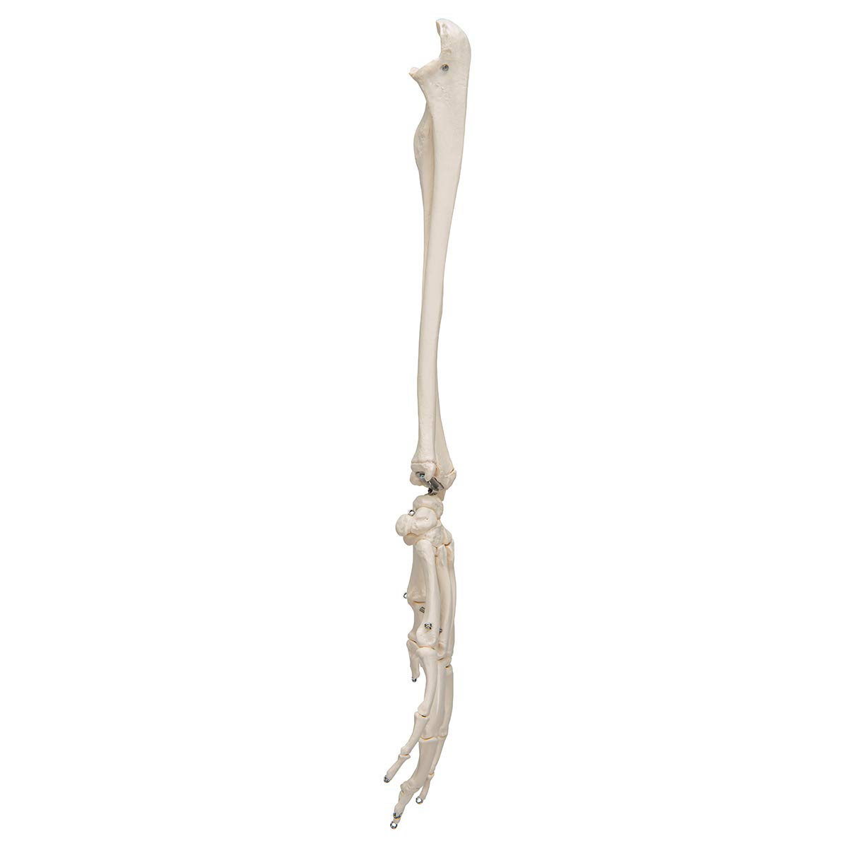 3b-scientific-handskelett-mit-unterarm-lebensgro-auf-draht-smart-anatomy-app image 6