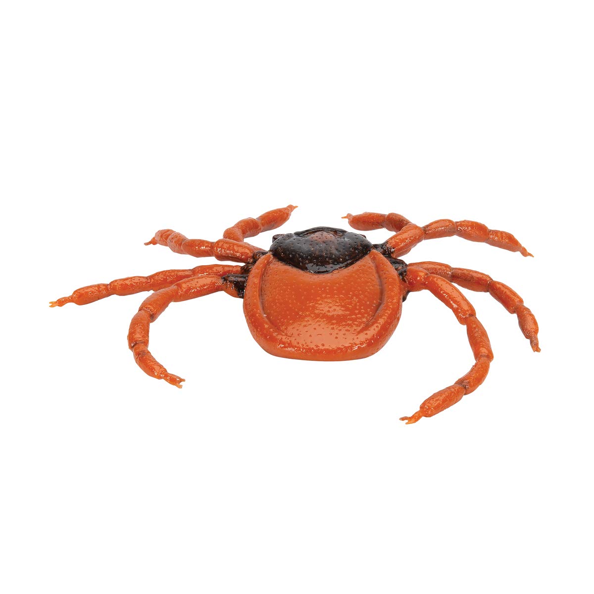 3b-scientific-gemeiner-holzbock-ixodes-ricinus-modell-biologie image 8