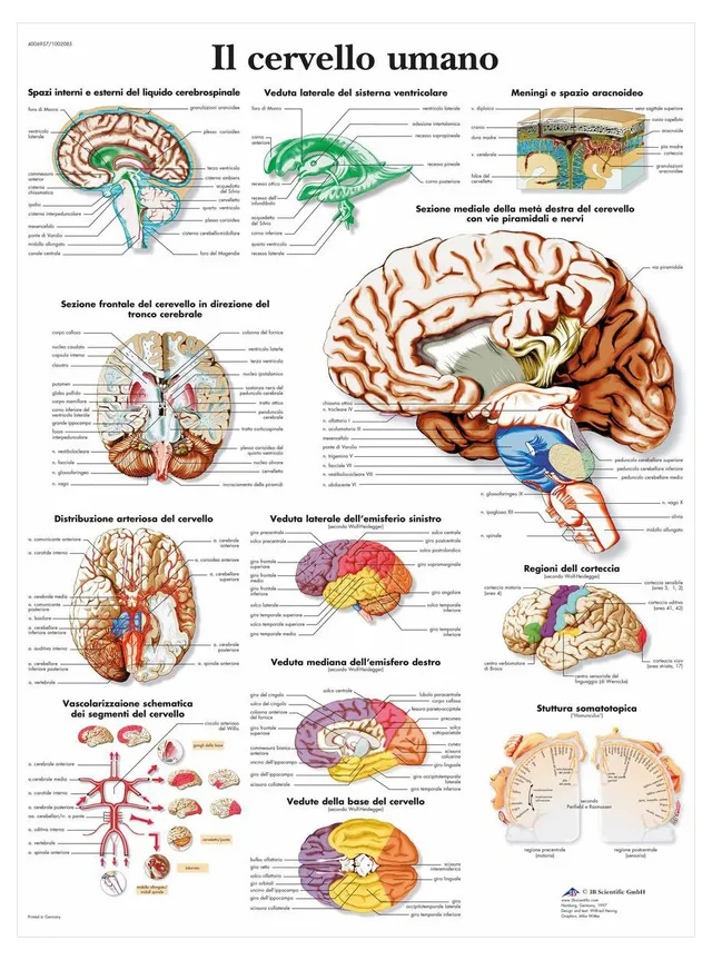 3b-scientific-menschliches-gehirn-tafel-laminiertes-anatomieposter-50-x-67-cm image 1