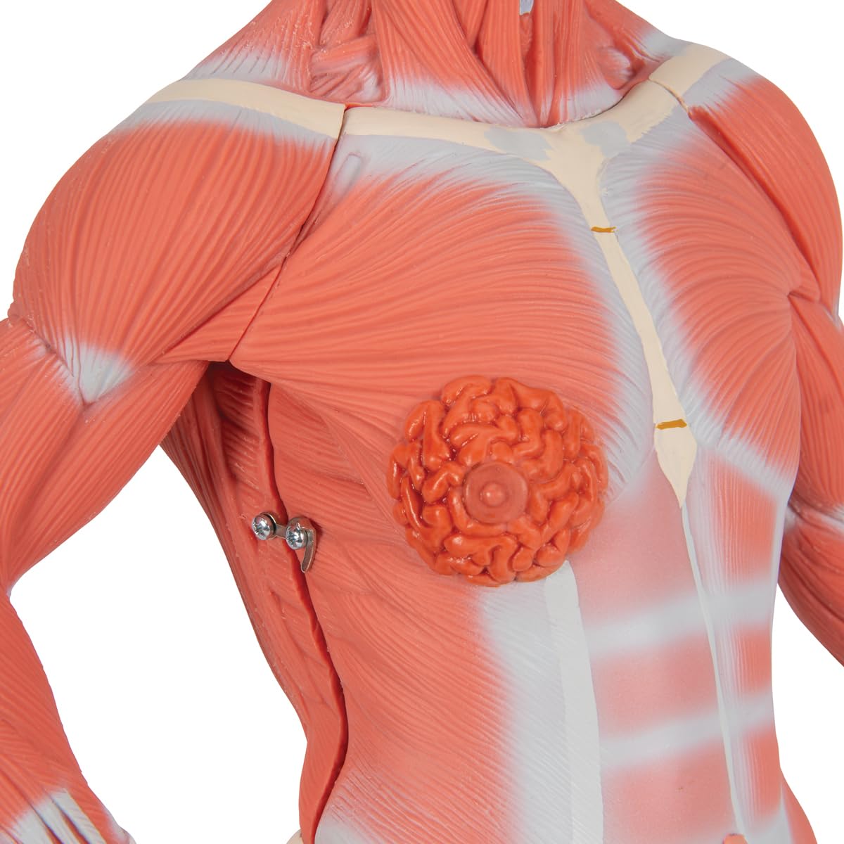 3b-scientific-mini-muskel-figur-2-teiliges-humananatomie-modell-mit-abnehmbarer- image 7