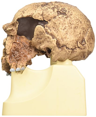 3b-scientific-sch-delreplikat-homo-steinheimensis-berkhemer-1936-vormenschen-sch image 6