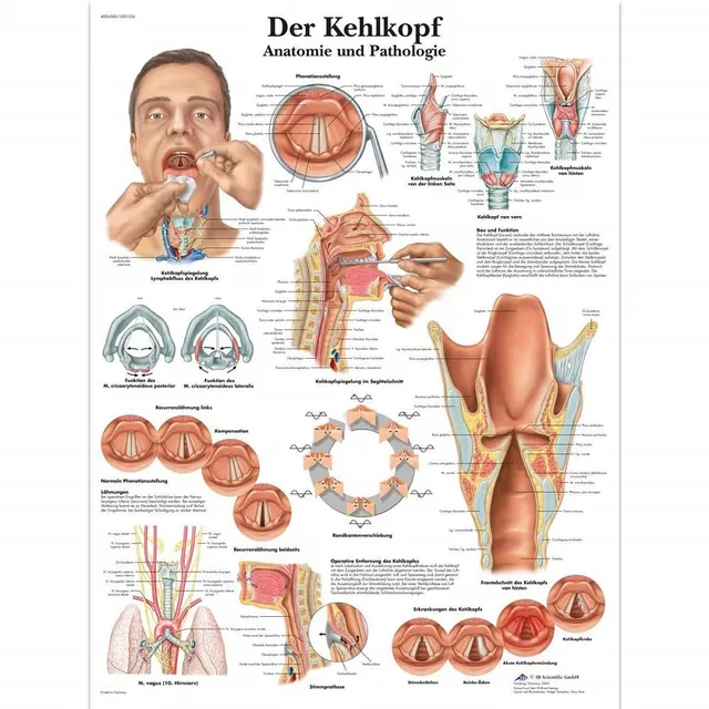 3b-scientific-lehrtafel-kehlkopf-vr0248uu-50x67-cm-unlaminiert image 1