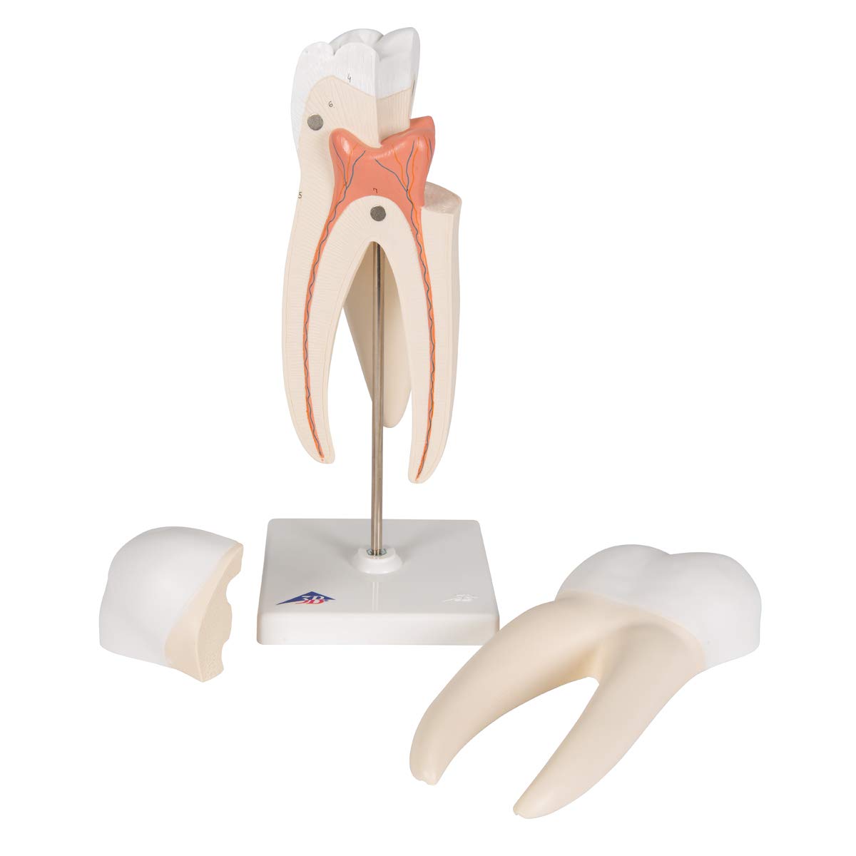 3b-scientific-oberer-molaren-zahnmodell-3-teilig-vergr-ert-mit-smart-anatomy-app image 7