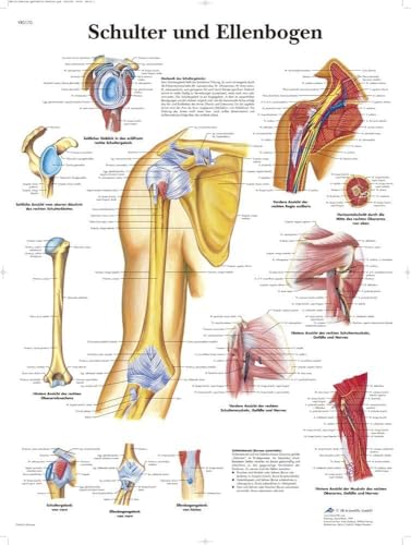 3b-scientific-lehrtafel-schulter-und-ellenbogen-vr0170uu-anatomie-poster-50-x-67 image 3