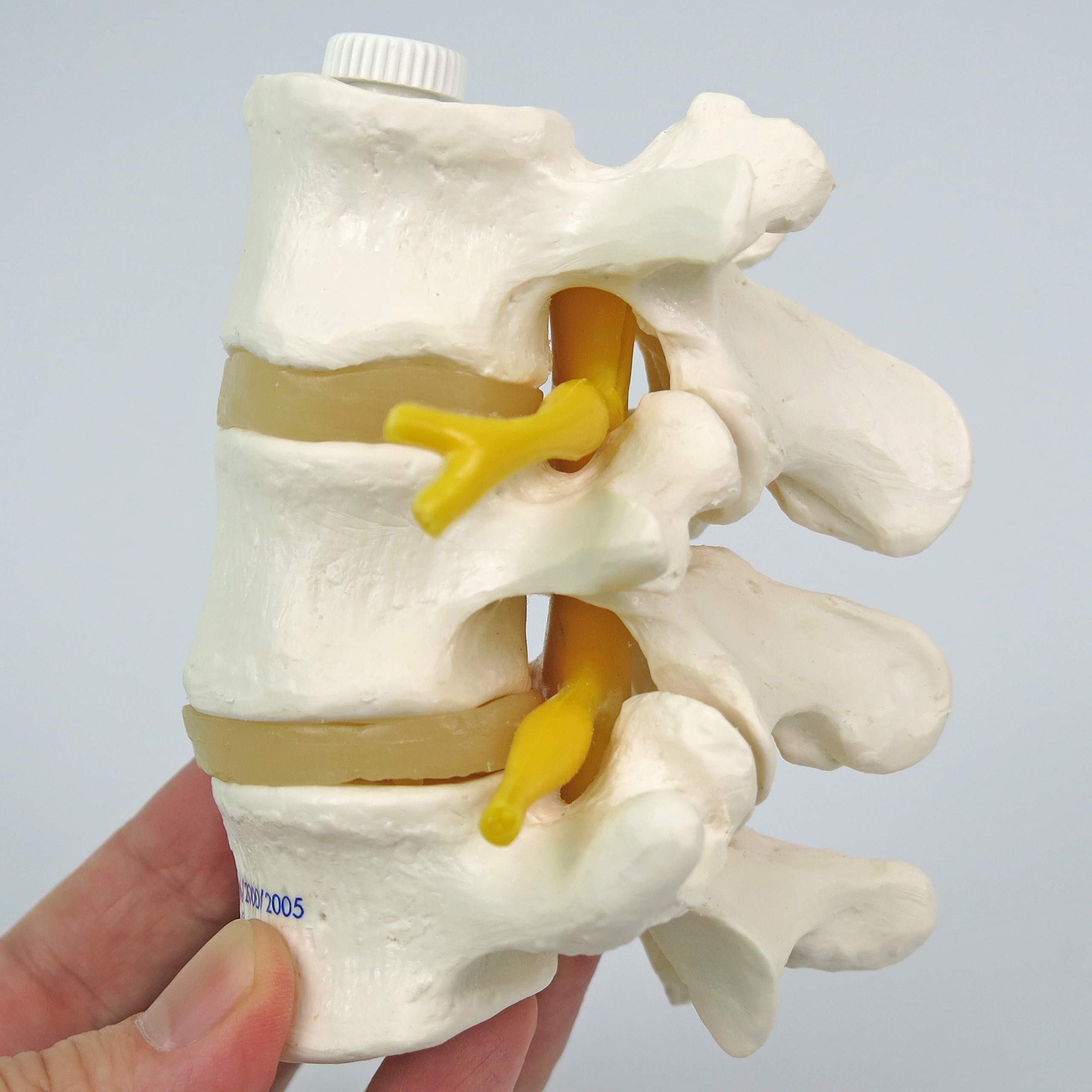 3b-scientific-a76-8-3-lendenwirbel-flexibel-montiert-mit-spinalnerven image 6