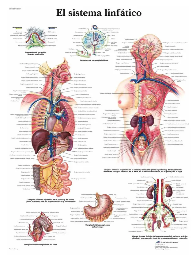 3b-scientific-lymphatisches-system-anatomie-poster-50-x-67-cm-laminiert image 1