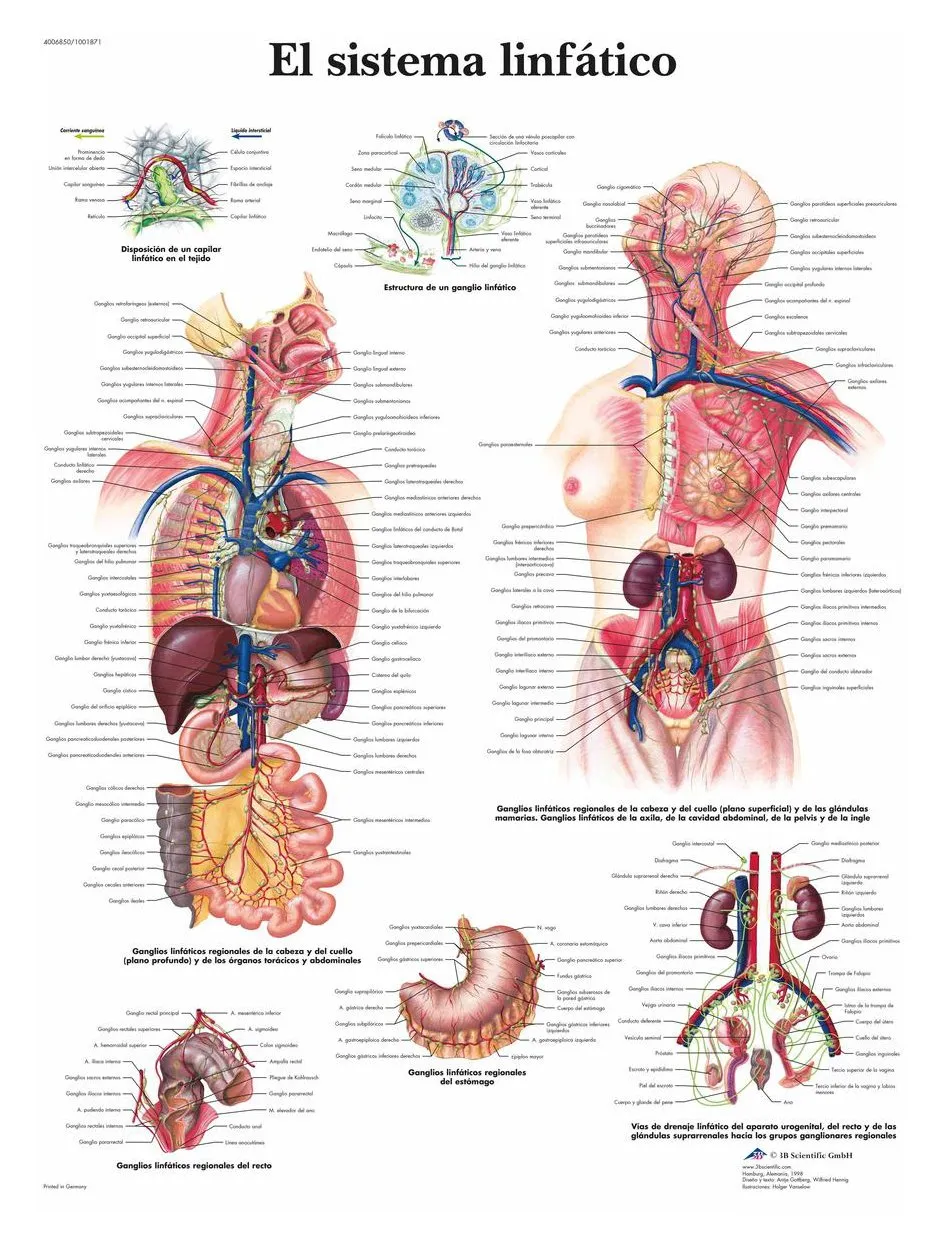 3b-scientific-lymphatisches-system-anatomie-poster-50-x-67-cm-laminiert image 1