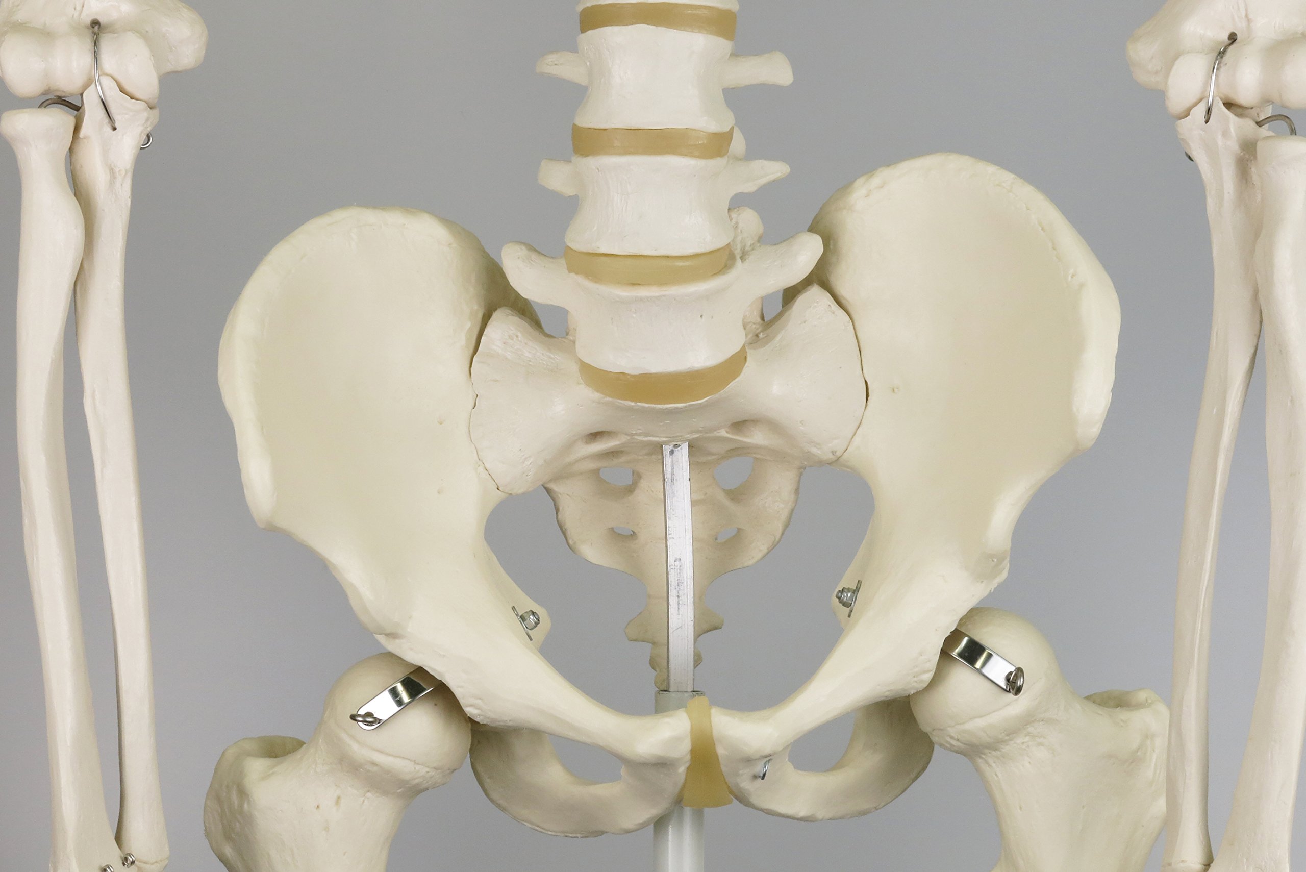 3b-scientific-skelettmodell-stan-a10-1-auf-h-ngest-nder-3b-smart-anatomy image 6