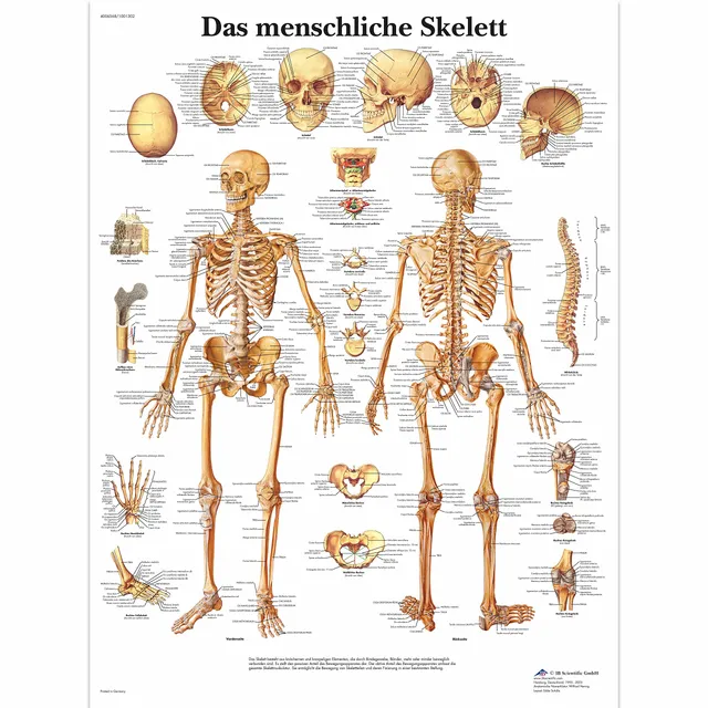 3b-scientific-lehrtafel-menschliches-skelett-vr0113uu-poster-50-x-67-cm image 1