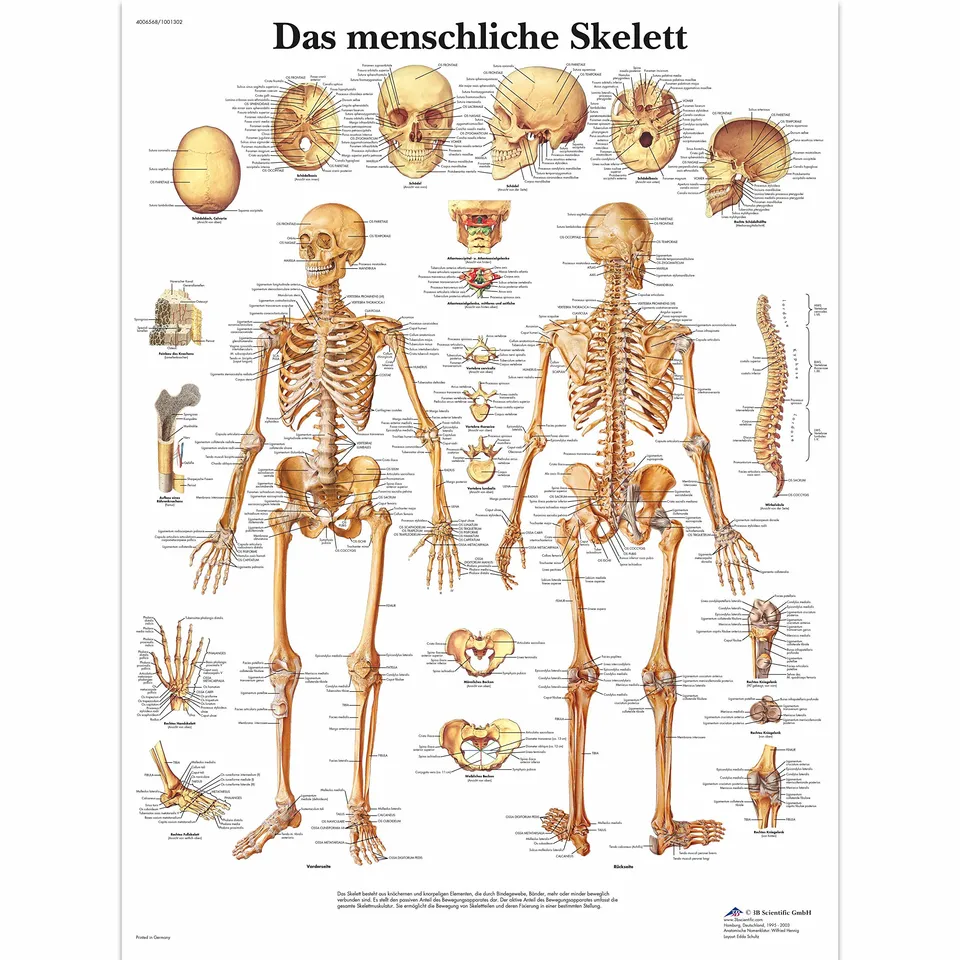 3b-scientific-lehrtafel-menschliches-skelett-vr0113uu-poster-50-x-67-cm image 1