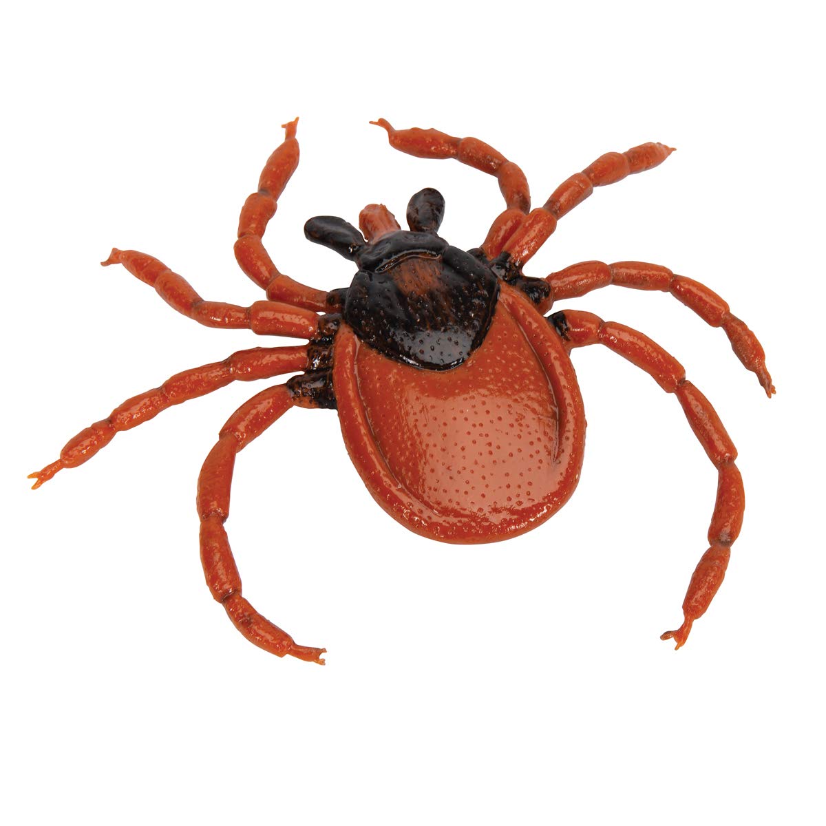 3b-scientific-gemeiner-holzbock-ixodes-ricinus-modell-biologie image 1