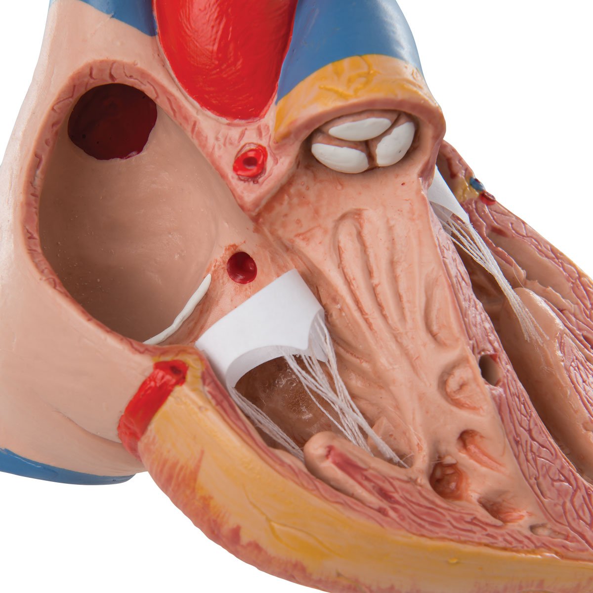 3b-scientific-herzmodell-klassik-3-teilig-lebensgro-herz-mit-thymus-und-smart-an image 3