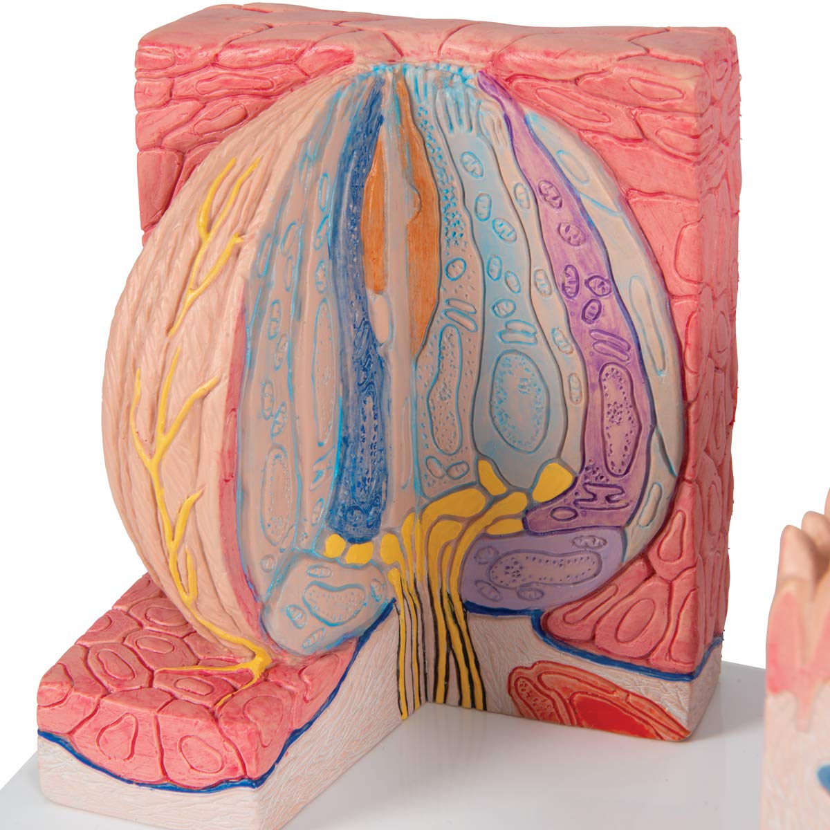3b-scientific-microanatomy-zunge-modell-mit-3b-smart-anatomy-app image 6