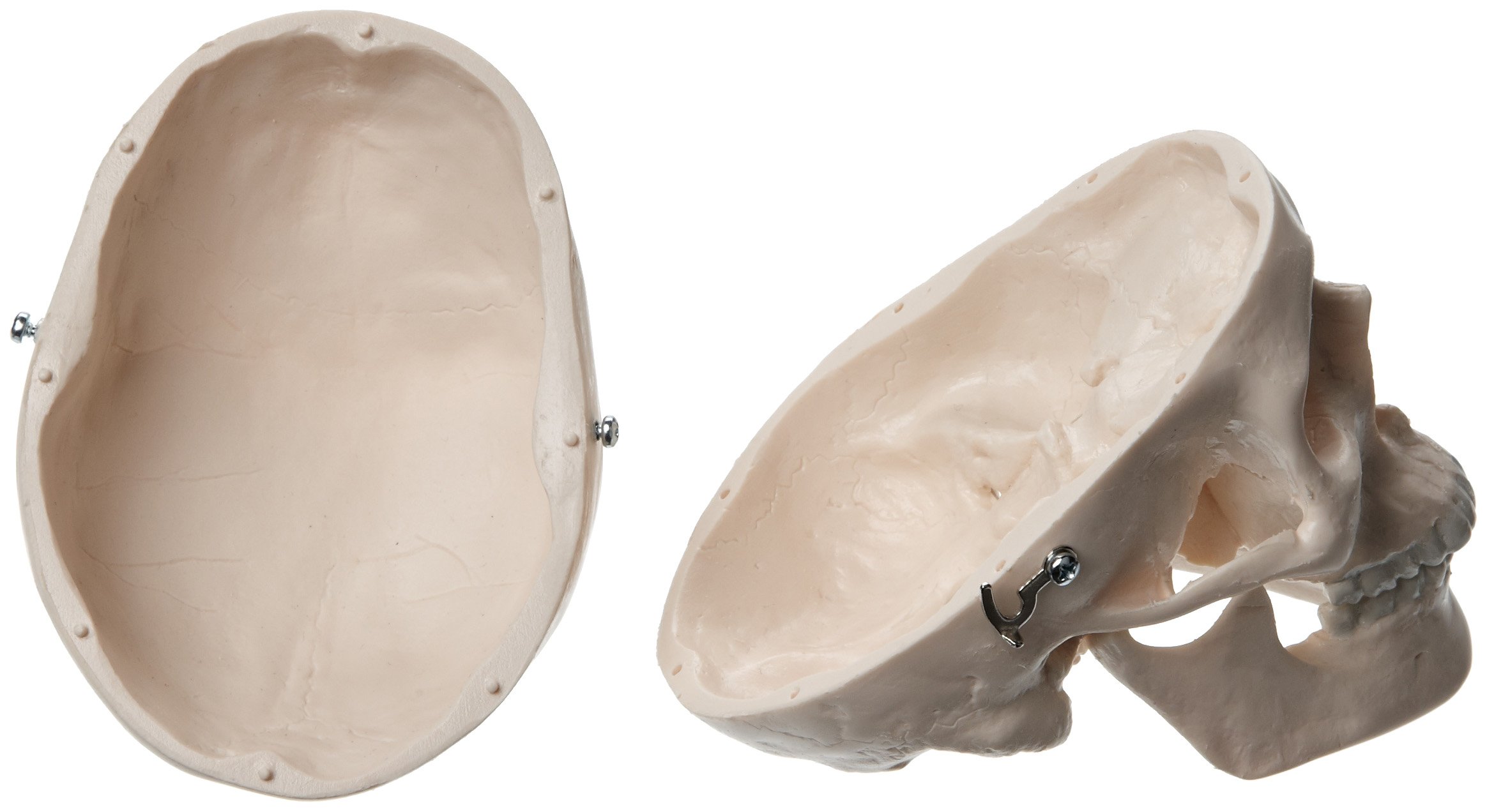 3b-scientific-a18-15-mini-sch-delmodell-mensch-3-teilig-mit-3b-smart-anatomy image 2