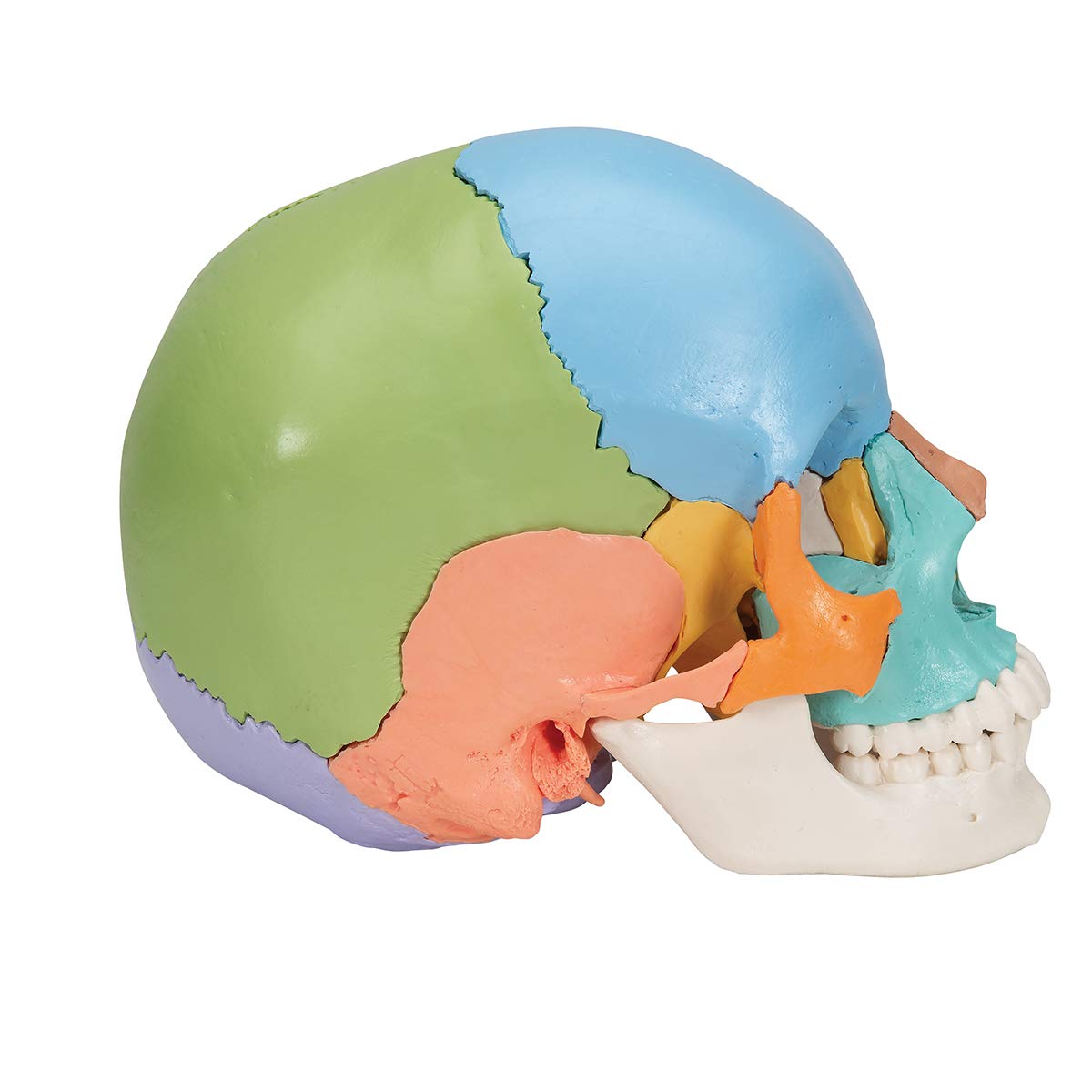 3b-scientific-didaktisches-sch-delmodell-22-teilig-mit-smart-anatomy-app image 3