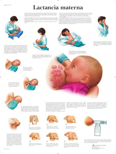 3b-scientific-stillen-lehrtafel-vr3557uu-papierposter-schwangerschaft image 2