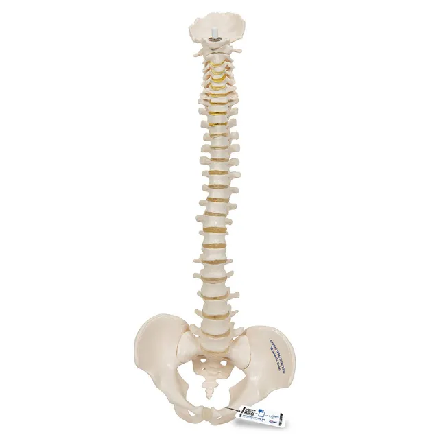 3b-scientific-mini-wirbels-ulenmodell-elastisch-3b-smart-anatomy-app image 1