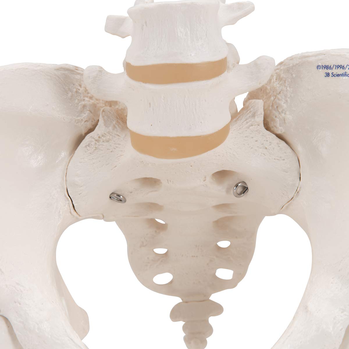 3b-scientific-weibliches-beckenskelett-lebensgro-mit-smart-anatomy-app image 5