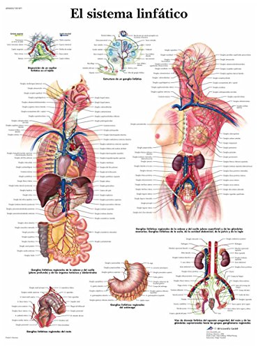 3b-scientific-lymphatisches-system-anatomie-poster-50-x-67-cm-laminiert image 4