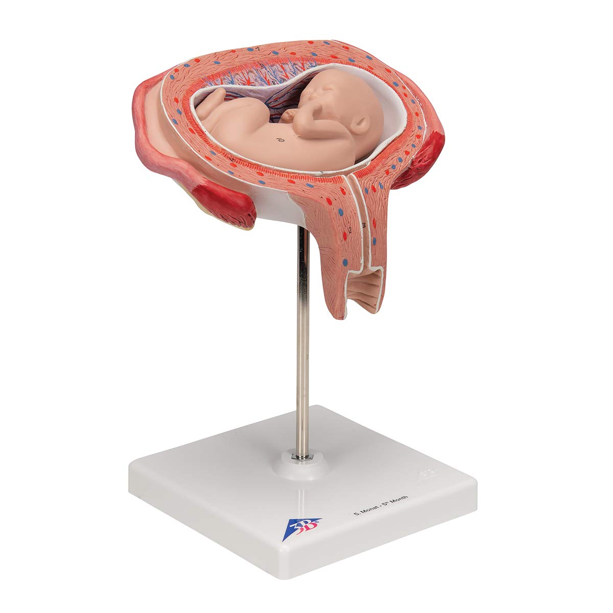 3b-scientific-fetus-modell-5-monat-r-ckenlage-l10-6-3b-smart-anatomy-app image 2