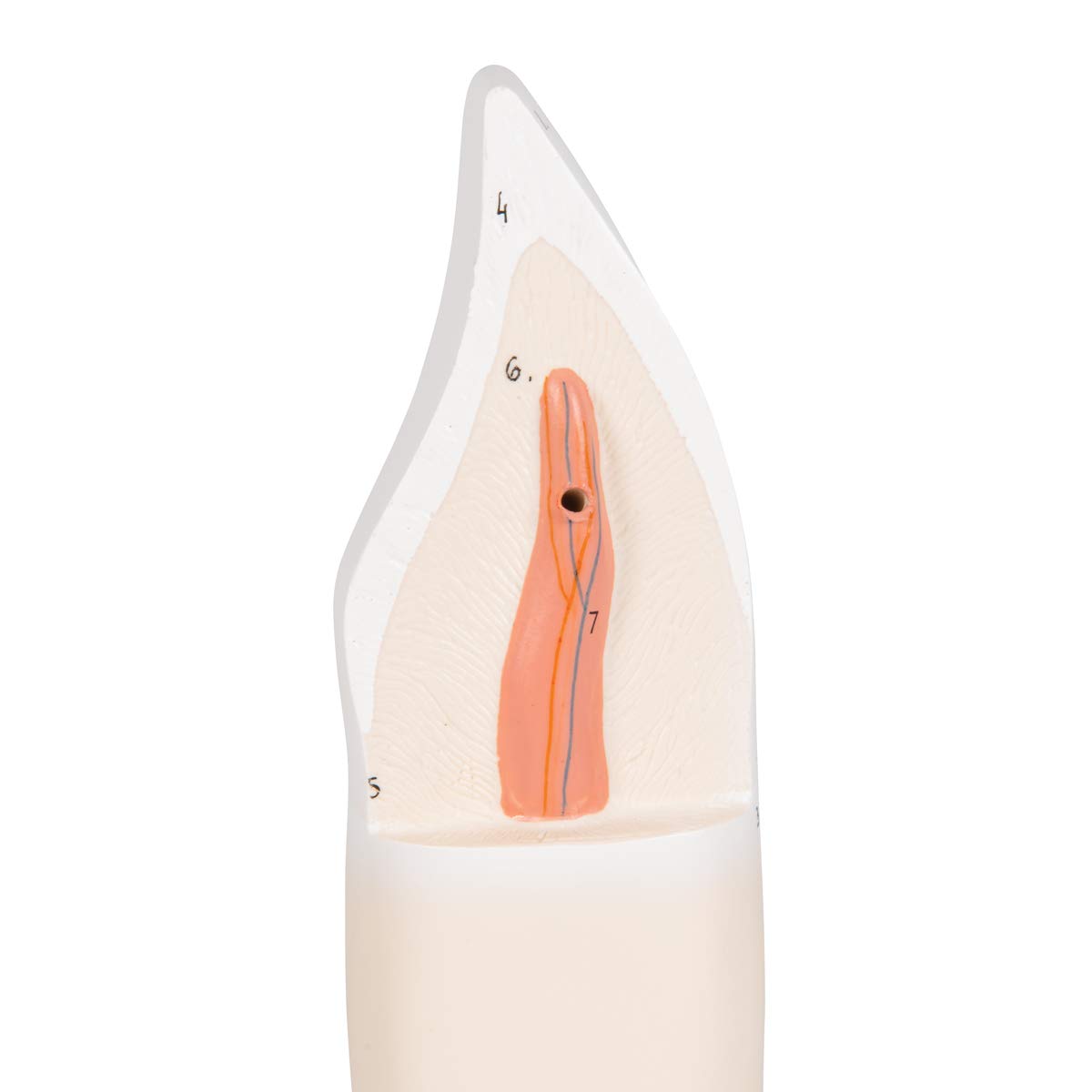 3b-scientific-unterer-schneidezahn-zahnmodell-2-teilig-smart-anatomy-app image 7
