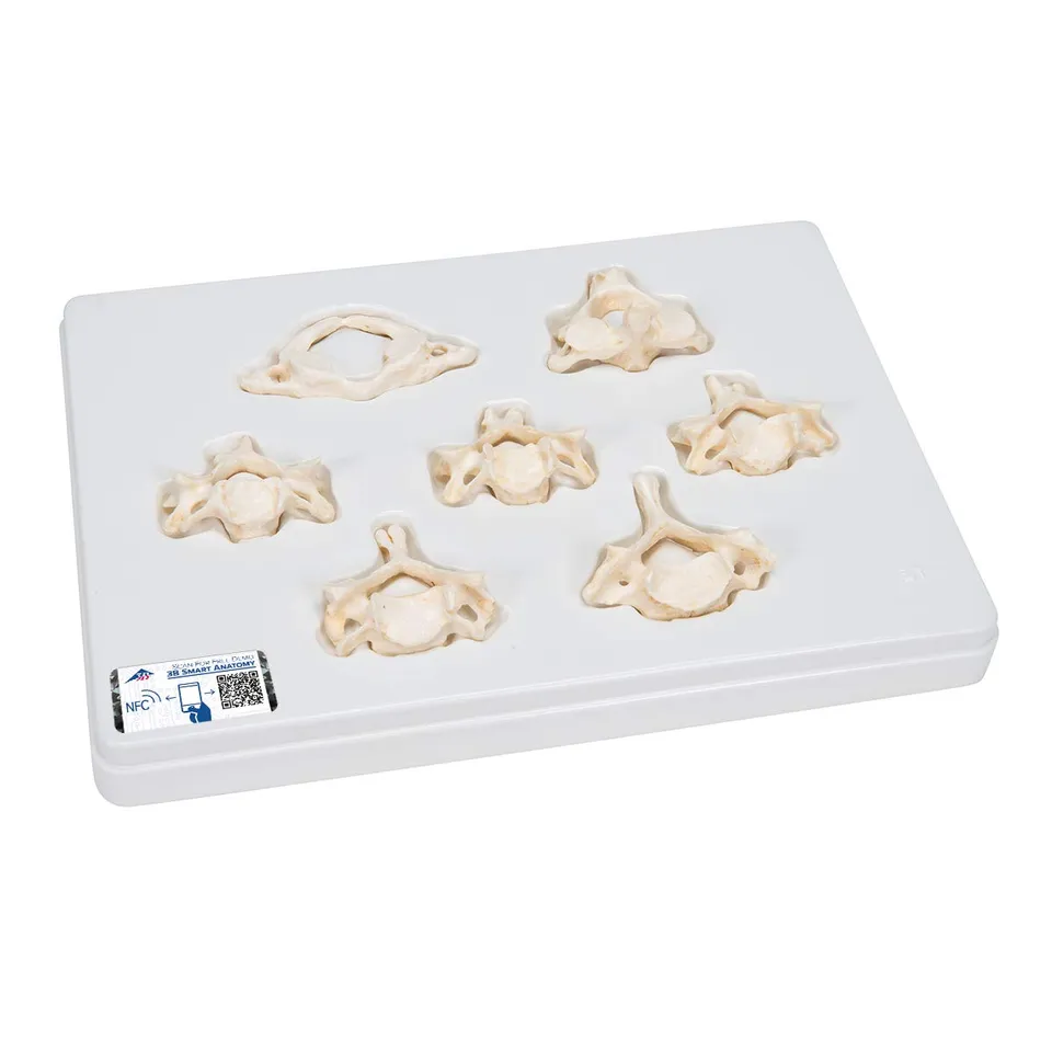 3b-scientific-set-mit-7-halswirbeln-bonelike-halswirbelmodelle-auf-sockel image 1