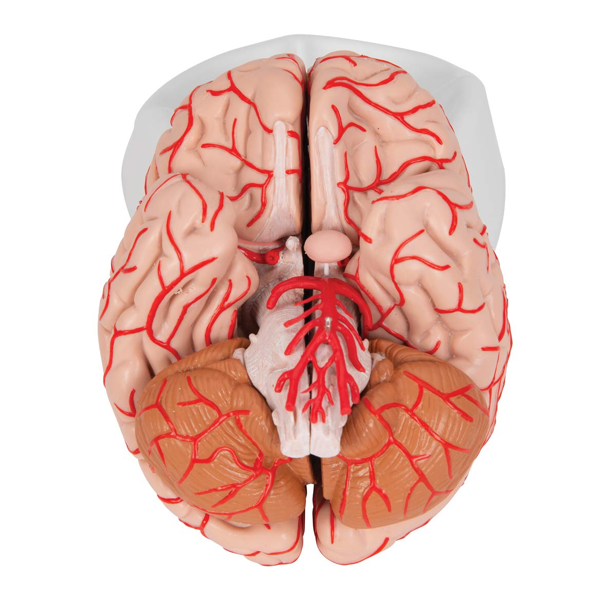 3b-scientific-gehirn-modell-mit-arterien-3b-smart-anatomy-app-anatomie-gehirn image 7