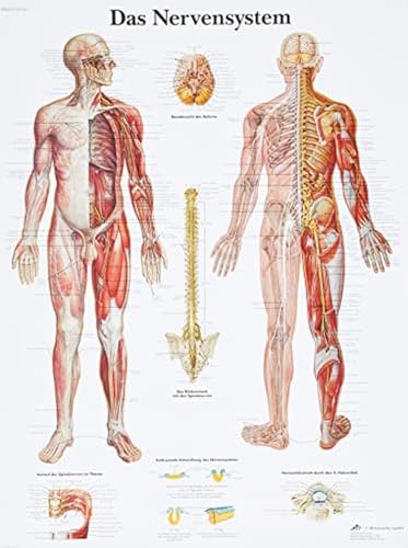 3b-scientific-vr0620uu-lehrtafel-das-nervensystem-anatomieposter-f-r-unterricht- image 8