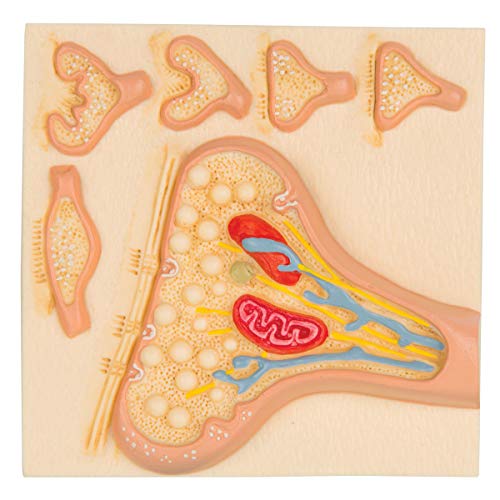 3b-scientific-modell-die-synapse-nervenzellverbindung-vergr-ert image 3
